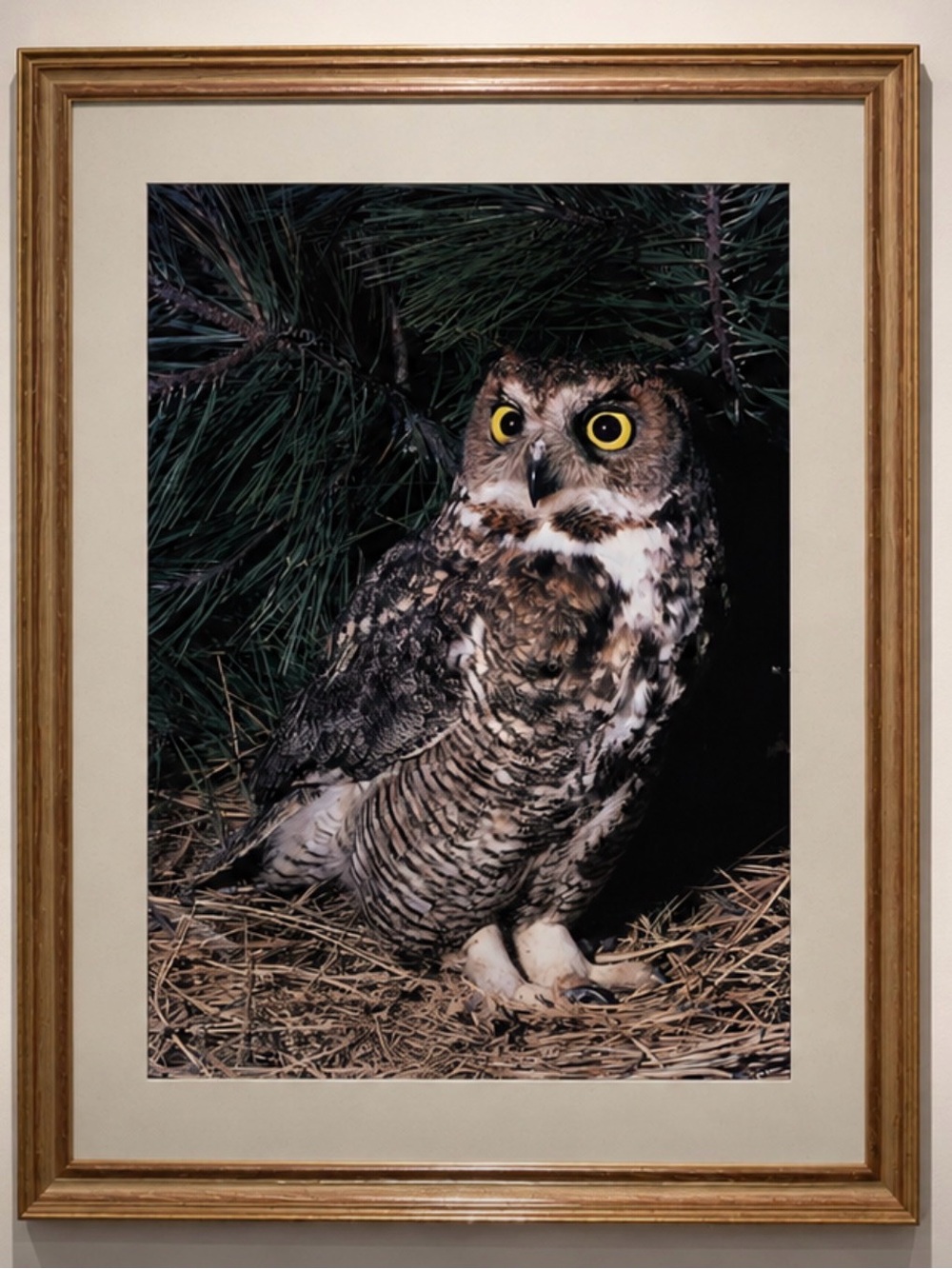 Vintage Framed Great Horned Owl Wall Art Print in Brown and Black
